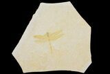 Fossil Dragonfly (Tharsophlebia?) - Solnhofen Limestone #169833-1